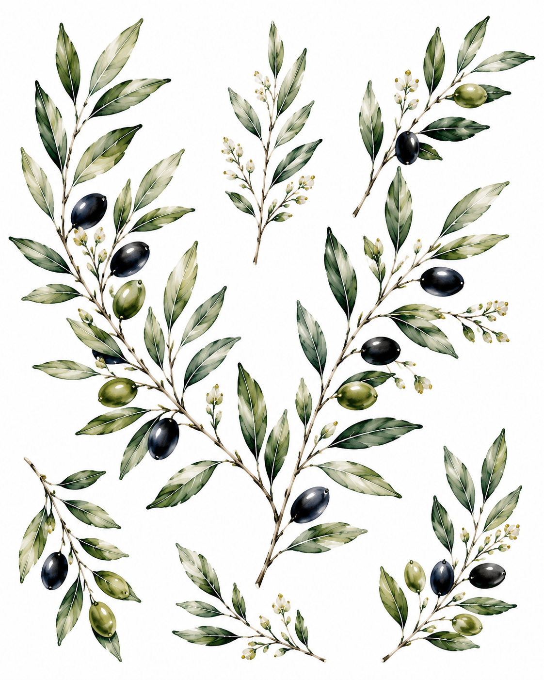 Olive Branch Botanical